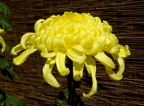 Birth Flowers -Chrysanthemum
