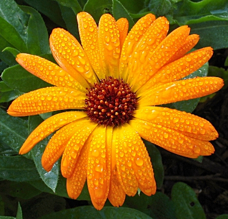 Birth Flowers -Calendula