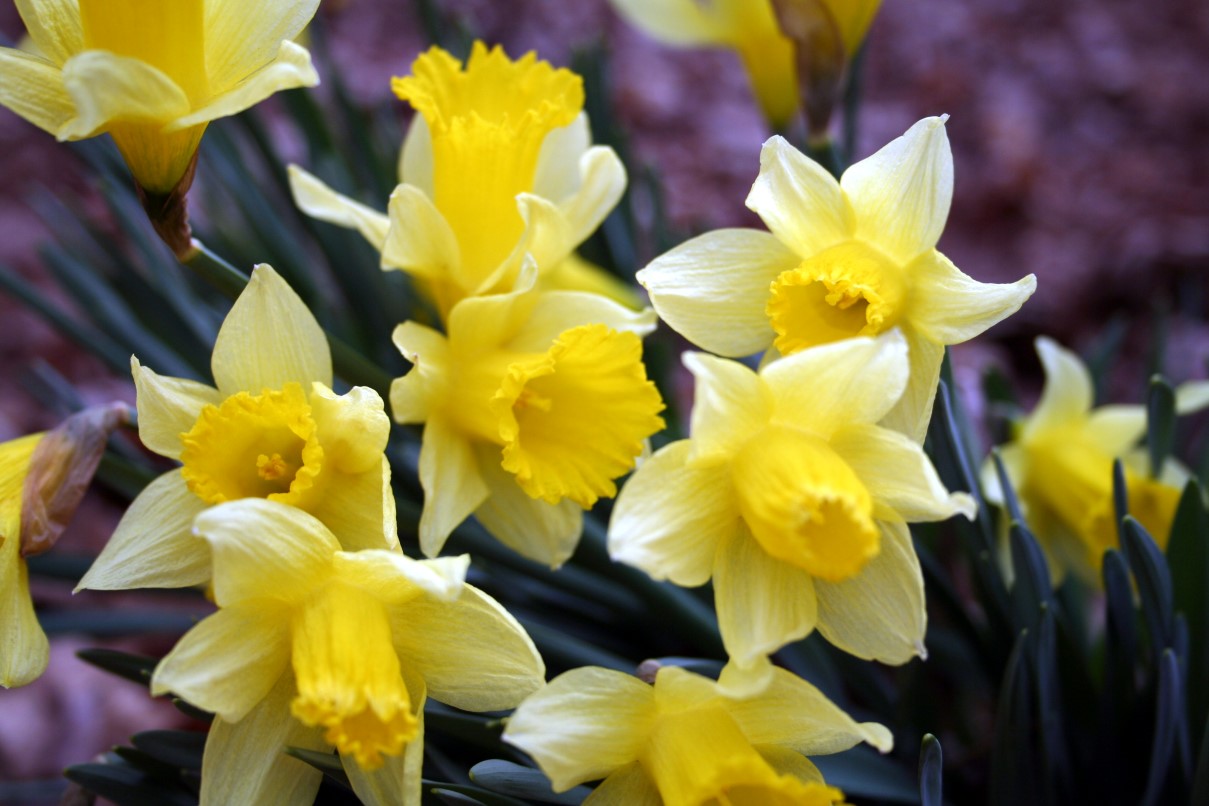 Birth Flowers -Daffodil
