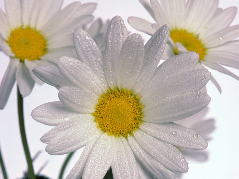 Birth Flowers -Daisies