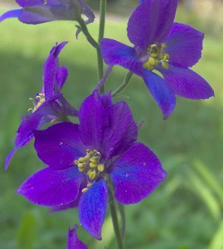 Birth Flowers -Larkspur