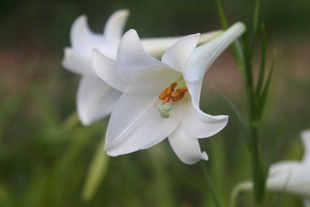 Birth Flowers -Lily