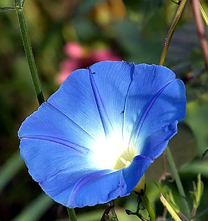 Birth Flowers -Morning Glory