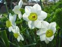 Birth Flowers -Narcissus