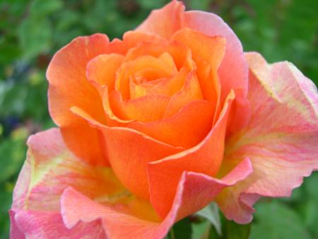 Birth Flowers -Rose