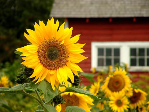 Birth Flowers -Sun Flower