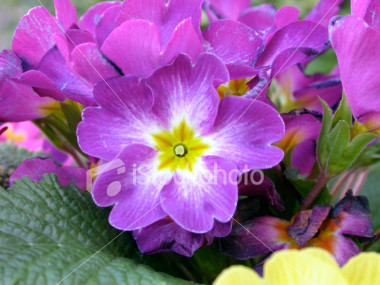 Birth Flowers -Violet
