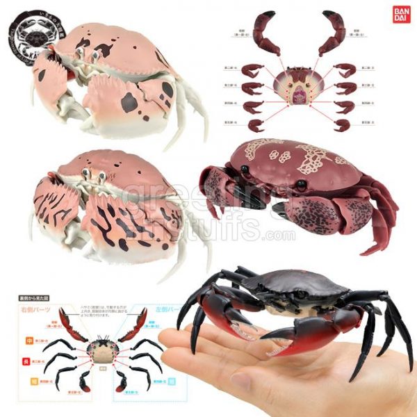 Kani Crab Capsule Scylla Calappa Big Size Figure - Holiday Greeting ...